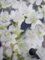 Geschlitzte Kirsche Yamadei - Prunus incisa Yamadei 40-60cm