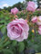 Rosa Nautica ® - Hochstammrose - ADR Rose - Kordes Rose