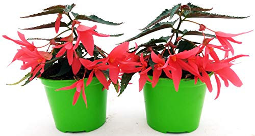 POWERS TO FLOWERS - BEGONIA PENDULA DA BALCONE, A FIORE ROSSO, 2 PIANTE VASO 14 CM, piante vere