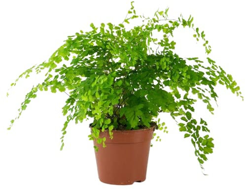 Adiantum o Cabello de Ángel Natural: La planta de la Felicidad y el Bienestar