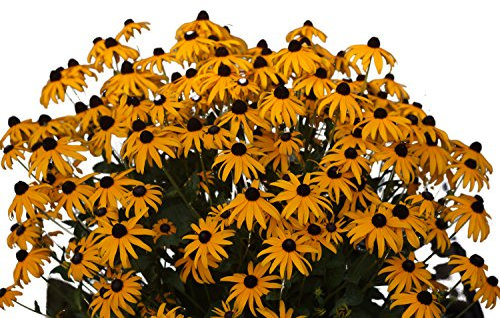 6x Gelber Sonnenhut (Rudbeckia fulgida 'Goldsturm') im 12cm Topf