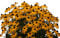 6x Gelber Sonnenhut (Rudbeckia fulgida 'Goldsturm') im 12cm Topf