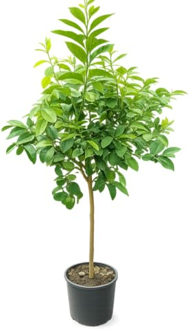 Bergamotte Pflanze 140–160 cm – Citrus bergamia – Bergamottenbaum mit dickem Stamm – Duftzitrus für Terrasse, Balkon & Wintergarten – mediterrane Zitruspflanze