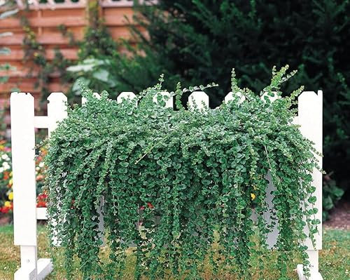 Mint Satureja Douglasii 'Indian Mint' Herb Garden Plug Plants Pack x6