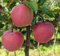 Gloster, Winterapfel, Buschbaum (kleinbleibend), 120-140cm, im Topf