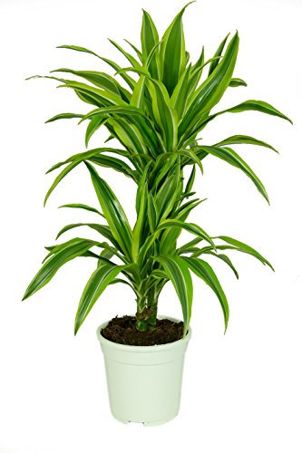 Dracaena deremensis 'Lemon Lime', Drachenbaum, echte Zimmerpflanze grün, 17cm Topfdurchmesser, Höhe ca. 60cm, 3 Pflanzen