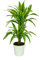 Dracaena deremensis 'Lemon Lime', Drachenbaum, echte Zimmerpflanze grün, 17cm Topfdurchmesser, Höhe ca. 60cm, 3 Pflanzen