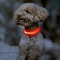 Kpuplol Leuchthalsband Hund, Hundehalsband Leuchtend, Wiederaufladbar Hundehalsband Leuchtend LED Halsband für Hunde Einstellbare Größe, 2 Beleuchtungsmodi für Kleine Mittlere Große Hunde