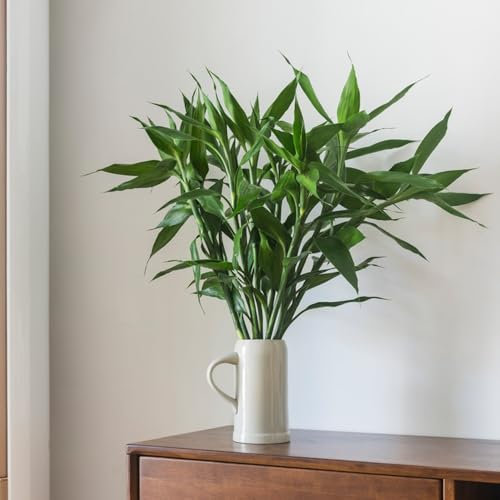 50 pcs Bambus samen stauden winterhart mehrjährig （lucky bamboo） gartenpflanzen pflanzen für sonnige plätze topfpflanzen garten pflanzen balkonpflanzen winterhart balkon deko pflanzen