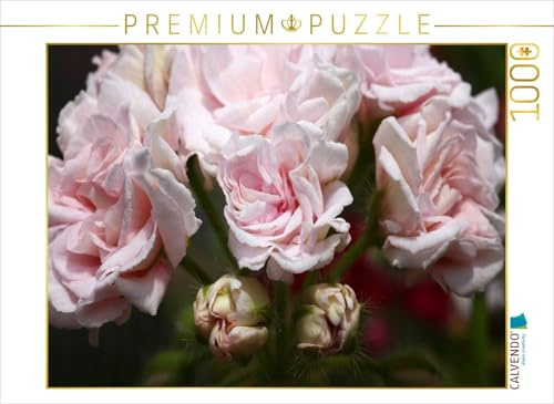 CALVENDO Puzzle Pelargonie Millfield Rose | 1000 Teile Lege-Größe 64 x 48 cm Foto-Puzzle für glückliche Stunden