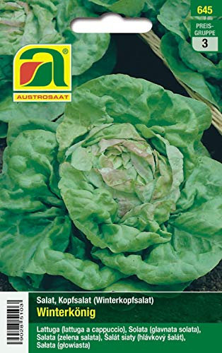 Salat, Kopfsalat, Winterkönig