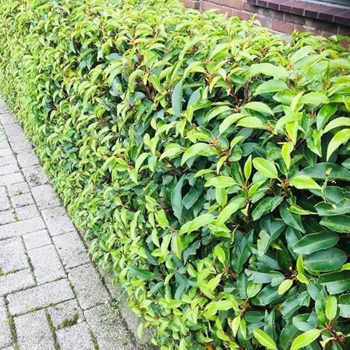 Prunus lusitanica Angustifolia - siepe - foglia verde - 8 piante - 1 metro lineare - sempreverde - vaso 9 cm altezza 30-35 cm