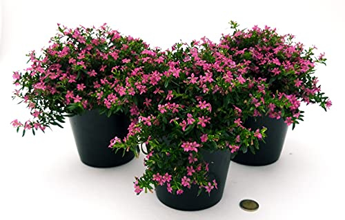 POWERS TO FLOWERS - CUPHEA VIOLA, 3 PIANTE V12CM, piante vere