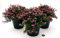 POWERS TO FLOWERS - CUPHEA VIOLA, 3 PIANTE V12CM, piante vere