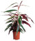 PLNTS - Calathea Triostar - Plante verte - Plante d'intérieur en 19 cm Pot - Hauteur 50 cm