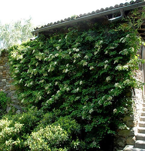 Kletter Hortensie 40-60cm - Hydrangea petiolaris - Gartenpflanze