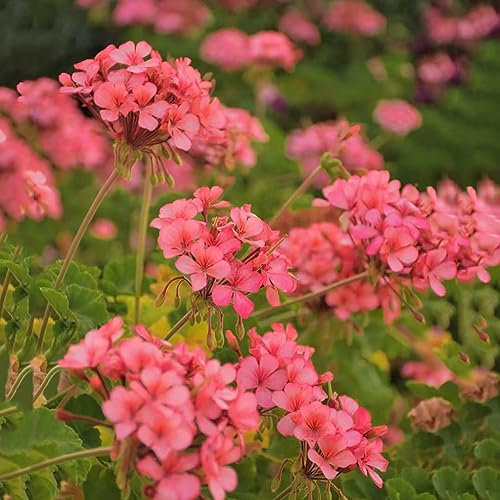 20 pcs Geranien Samen Hängend, Blumen Für Balkon, Bio Saatgut Geranien Pflanzen Echt (Pelargonium hortorum) Wildblumensamen Mehrjährig Winterhart, Stauden Winterhart Mehrjährig Garten