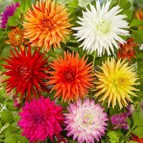 10 Bulbes de fleurs d'été Zaad Dahlia Cactus en très grand paquet - Plantes prêtes pour le jardin pour parterres de fleurs, pots, conteneurs.