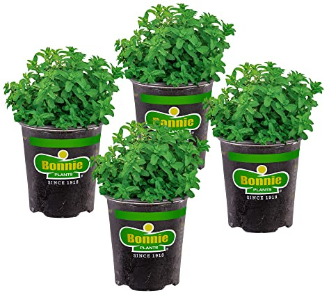 Bonnie Plants Lemon Balm Live Herb Plants - 4 Pack, Perennial In Zones 5 to 9, For Lemon Flavor In A Variety Of Dishes & Teas