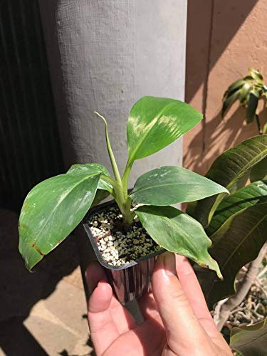 Musa 'Robusta' Banana Piante Tessuto-Coltura