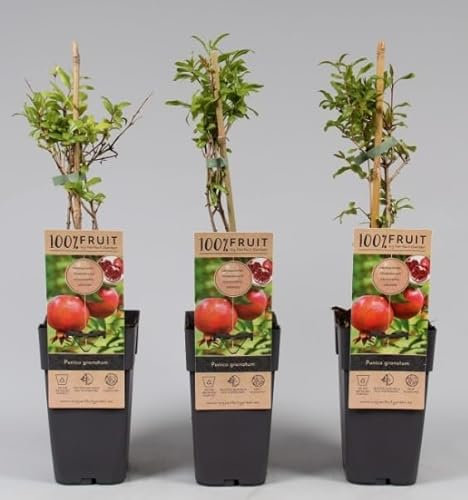 Punica Granatum Pomegranate Tree - Grow Tasty Fruit - in 15cm Pot