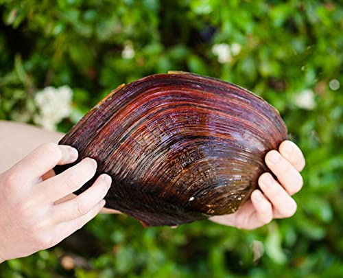XXL Teichmuschel für den Gartenteich + 1 x NH ToxEx Ball - schwebe Algen vernichter/Algenkiller/Biofilter für Teich, Menge [STK]:5 STK.