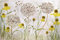 BLUMEN Fototapete VLIES-350x260 cm (6237A)-Pusteblume Retro Blume Vintage Design Fotokunst Wandtapete-Inkl. Kleister-Vliestapete Bild Dekoration Wand-Dekor Moderne Motiv-Tapete Panorama Poster XXL