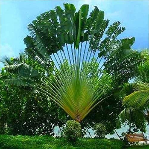Haloppe 20 Pz Palme Cycas Albero Piante Semi per la Piantagione del Giardino di Casa, Rara Pianta Perenne Tropicale Fan Palms Cycas Albero Semi Giardino Cortile Decor Semi di Palma