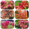 600 Pcs Wasserpflanzen Aquarium Pflanzen Samen - Teichpflanzen - Winterharte Pflanzen Für Garten Wasserpflanze Teichpflanze Samen, Grüne Deko Geschenke Für Hobbygärtner Mini Pflanzen