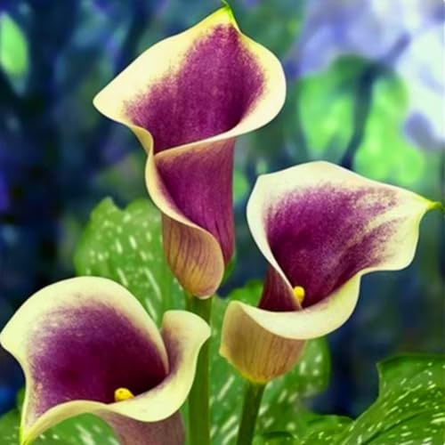 Calla, seltene Farbe, extrem kältebeständig, mehrjährig, geeignet für Garten- und Zimmerdekoration, kann eingetopft werden-2 stück-C