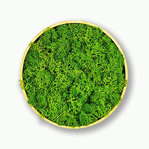 Moosly® Moosbild - Kreis groß - mit Rahmen aus Holz, Moos Deko Zeichen Symbol Zahl Buchstabe mit echtem Islandmoos Wandtattoo Wandsticker Wandbild selbstklebend Wohnzimmer (140 Kreis groß)