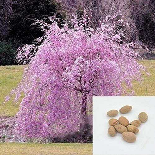 20 semillas de cerezo para jardín, jardín, jardín, oficina, bonsái, decoración de semillas de cerezo para mujeres, hombres, niños, principiantes, jardineros regalo