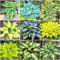funkien pflanze winterhart samen Hosta - Seltene Pflanzen serie - mix danke geschenk blumenwiese samen mehrjährig winterhart zimmerpflanzen pflanztöpfe 750 Stück