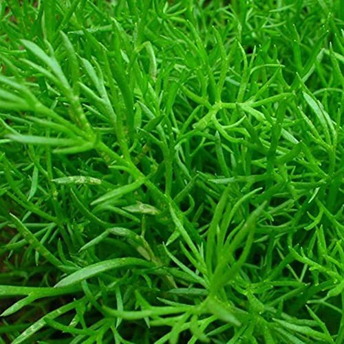 Haloppe 400 piezas de semillas de plantas de romero para plantar en el jardín del hogar, semillas de romero Rosmarinus Officinalis semillas de hierbas DIY decoración de jardín