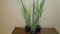 12 Stück Ruten-Hirse Panicum virgatum Northwind topfgewachsen T9x9 Gräser