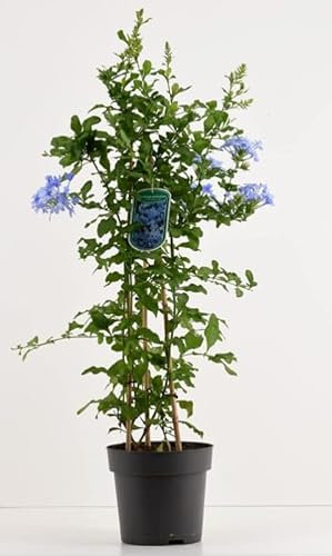 Piombaggine – Plumbago auriculata echte Pflanze hoch Terre di Romagna