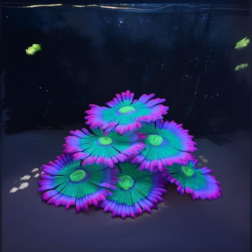 ZtohPyo Glowing Effect Soft Anemone Aquarium Fish Tank Decorations Silicone Glow in The Dark Artificial Ornament Plants for Aquarium Landscape Small/Large Fish Bowl Decor Accessories