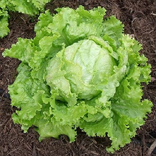 Lotto di 500 Semi di Lattuga Bionda da Parigi - Varietà produttiva - Resistente al calore - insalate croccanti - 100% naturale - Qualità gustativa - Garanzia di germinazione - Riproducibile