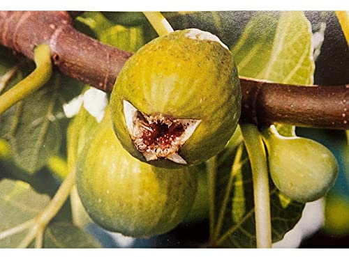 Fico “Dottato Bianco” frutti di colore verde-giallastro, con polpa rosa