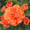 2 x Rose - Rosa 'Orangerie' Topf 25-30 cm - Leuchtend orange Blütenpracht und duftende Eleganz