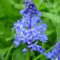 Plant World Seeds - Scilla Litardierei Seeds