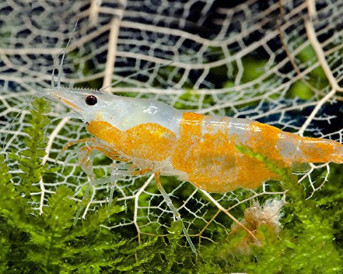 Garnelio Orange-weiße Zwerggarnelen - 10 Stück für Nano Aquarium / Gesellschaftsaquarium