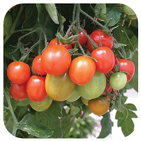 Tomato 'Tumbling Tom Red' Plug Plants x 5 'Grow Your Own'