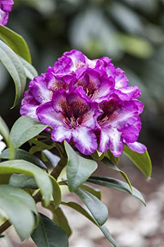 Rhododendron Hybrid 'Hans Hachmann' 50–60 cm – Winterhart, Immergrün, Mehrjährig – Rhododendron – Zierstrauch für Garten & Kübel