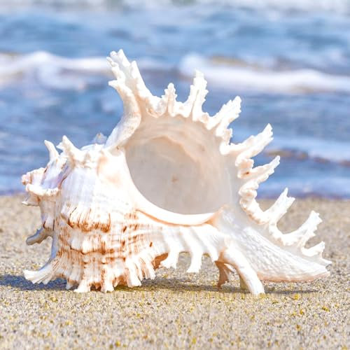 MEYAGOT Natürliche Muscheln, Natur Muscheln, Jakobsmuscheln, Große Natürliche Muscheln, Große Muscheln Zum Basteln, Deko Muscheln,16–18 cm Groß Muscheln Zum Dekoriere (18-20CM)