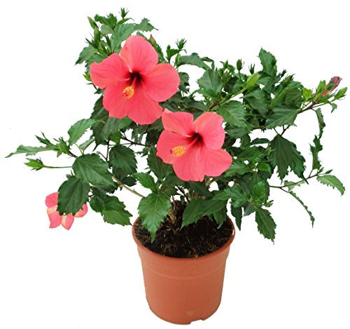 PACK 2 HIBISCUS ¡NATURALES! - Maceta 5L