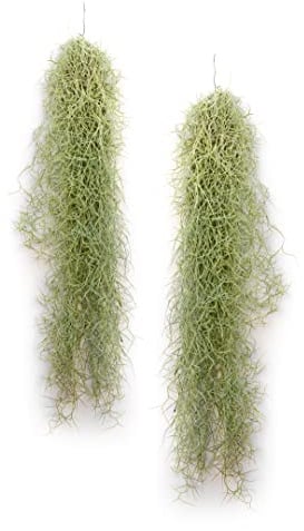 PLANDAIRE - Air Plant Tillandsien Usneoides - Feenhaar Weiß - Tillandsien Hängend – Hängepflanze – Hängedeko - Luftpflanzen Hängend - Feenhaar Weiß - Pflanze Ohne Erde (2, 80-90 cm)