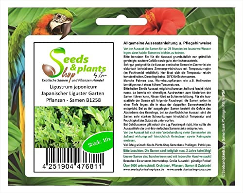 Pezzi - 10x Ligustrum Japonicum Giapponese Liguster Giardino Piante - Seme B1258 - Seeds & Plants Shop by Ipsa