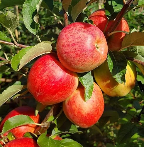 `Nela´, Apfelbaum, Sommerapfel, Buschbaum (kleinbleibend), 120-140cm im Topf
