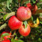 `Nela´, Apfelbaum, Sommerapfel, Buschbaum (kleinbleibend), 120-140cm im Topf